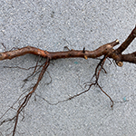 A plant cutting of a root section.