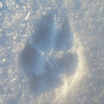 A fox pawprint in the snow.