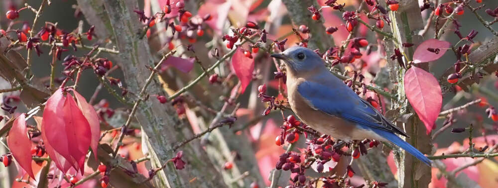 a blue bird sits on a brown branch amongst red leaves