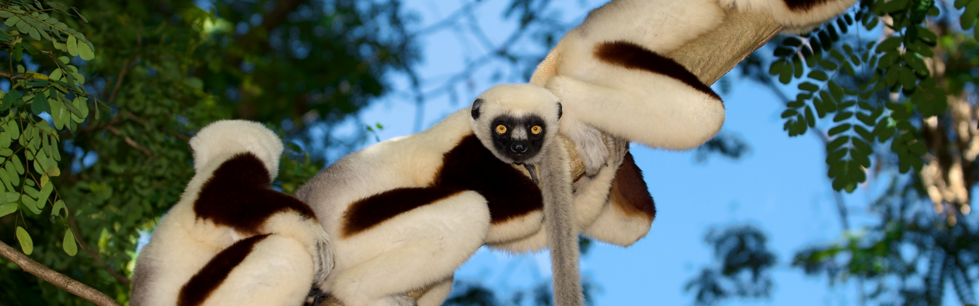 Three lemurs perched on a tree branch, likely in a natural forested environment. The lemurs have striking white and dark brown fur, with expressive, bright yellow eyes and a distinct dark facial mask. They are comfortably resting on the tree limb, with their long tails hanging below, surrounded by lush green foliage against a blue sky.