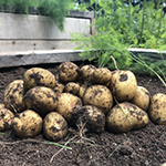 A pile of potatoes freshly dug out of the ground, with some dirt on them.