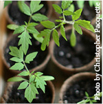 A pot of tomato seedlings.