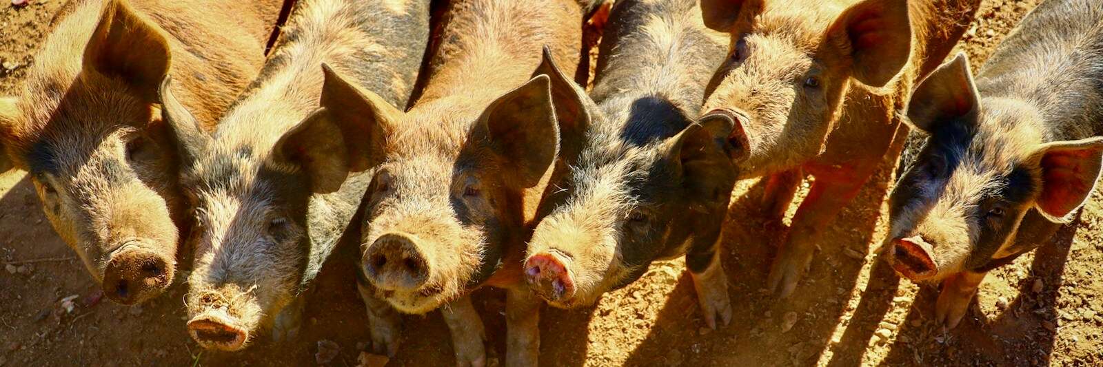 a group of pigs standing on a dirt field looking up