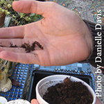 A person holds an earthworm in their hand.