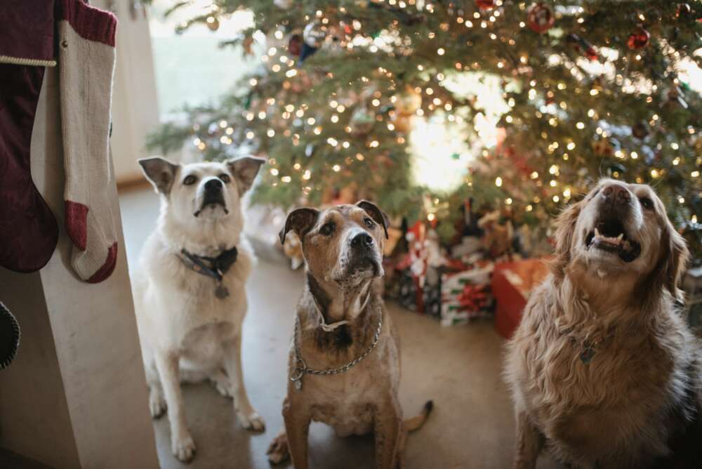Three dogs pictured with a Christmas tree in the background
