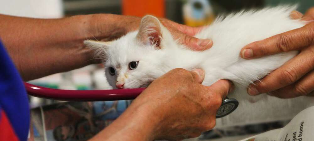A white kitten being examined by a veterinator