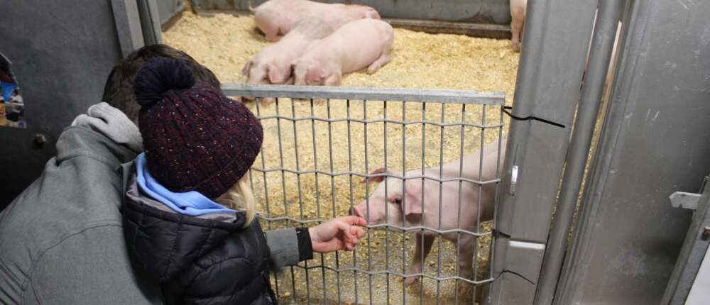 a child reaches for a pig in an enclosure