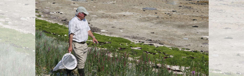 A person carrying a butterfly net walks along a grassy beach