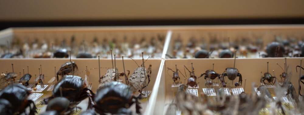 large insects are pinned in a specimen drawer