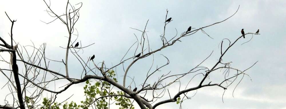 Silhouette of birds in a defoliated tree