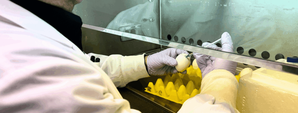Gloved hands hold a syringe and inject a chicken egg in a lab setting