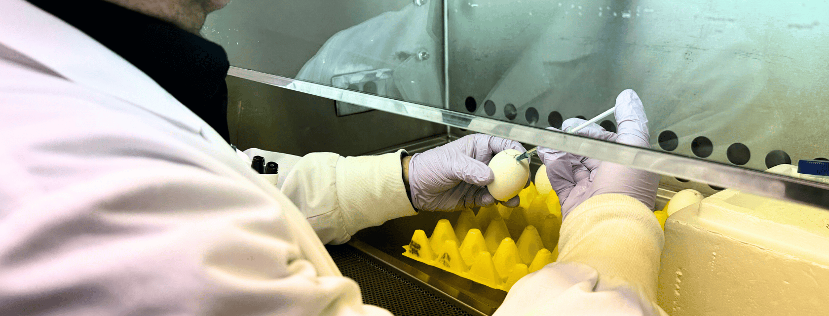Gloved hands hold a syringe and inject a chicken egg in a lab setting