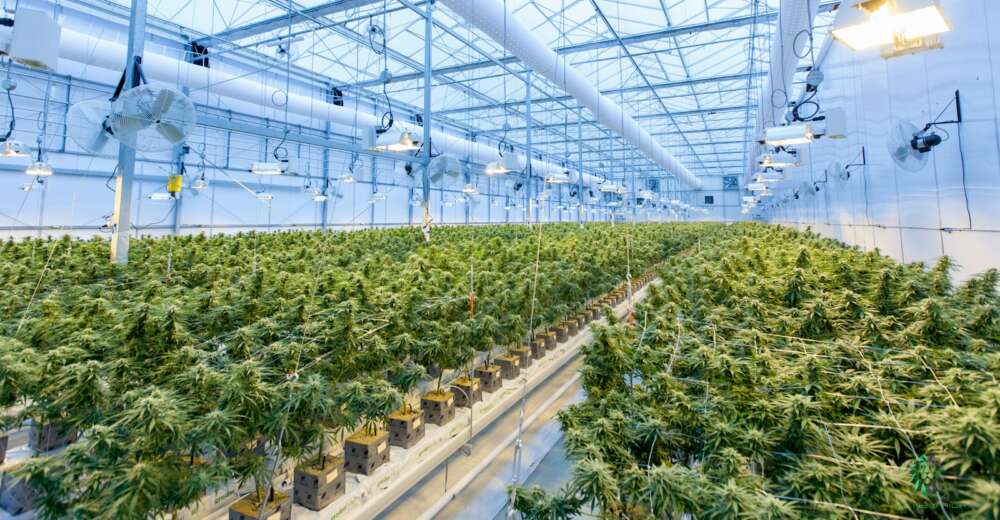 green plants on white metal frame