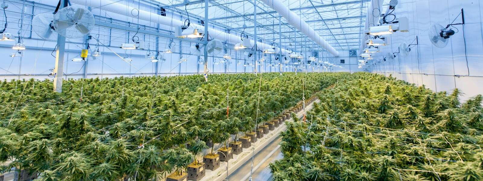 green plants on white metal frame