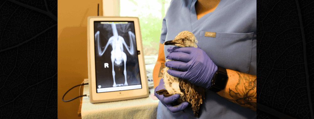 A veterinary technician in blue scrubs gently holds a small injured bird wearing purple gloves. An X-ray of the bird’s skeletal structure is displayed on a screen in the background, with the letter "R" marking the right side.