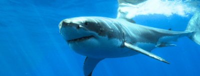 Local Shark Week Seeks ‘Holy Grail’ of White Shark Ecology