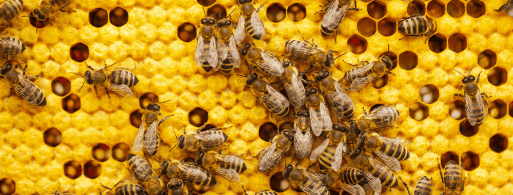 Close-up of honeybees crawling over a vibrant yellow honeycomb, with some cells capped and others open, revealing the structured, hexagonal pattern of the hive.