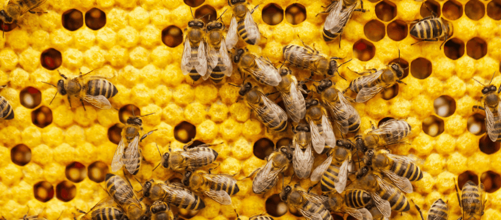 Importing Queen Bees Won’t Solve Canada’s Beekeeping Problems | OPINION