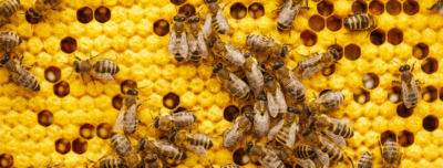 More Honey Bees Dying, Even as Antibiotic Use Halves