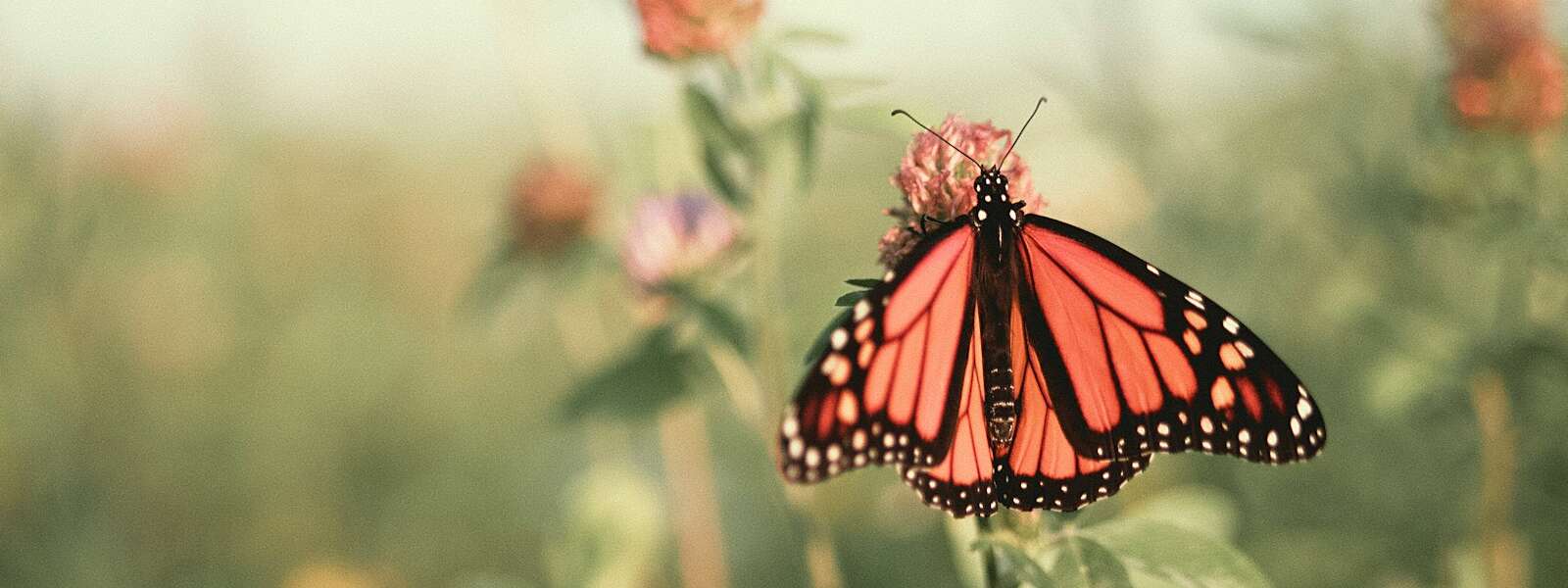 monarch butterfly perched on pink flower in close up photography during daytime