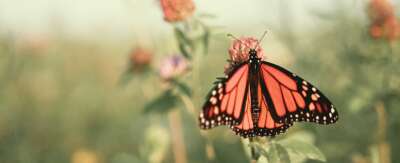 Saving Monarch Butterflies Requires Immediate Cooperation Between Canada, U.S. and Mexico