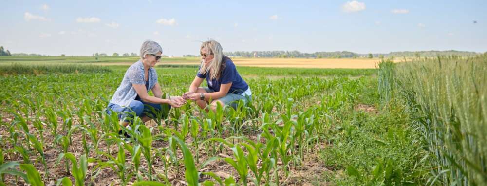 Two people squat in a young corn field, examining hte soil on a sunny day