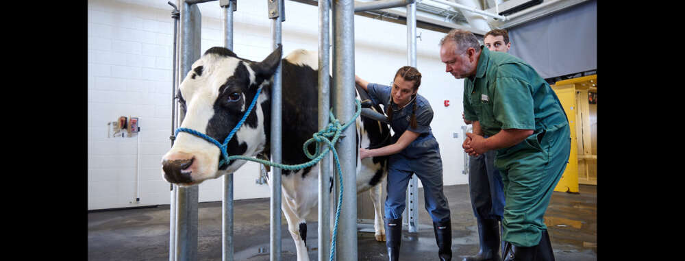 A vet student uses a stethoscope to examine a cow as two people stand near and watch