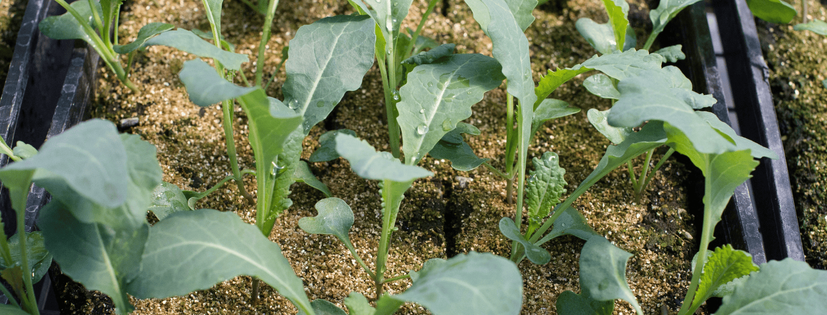 Close-up of young leafy green seedlings growing in rows of black plastic trays filled with sandy, moss-covered soil in a greenhouse or nursery setting. Water droplets are visible on the leaves