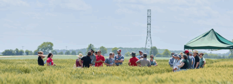 A group of people standing in a wheat field.