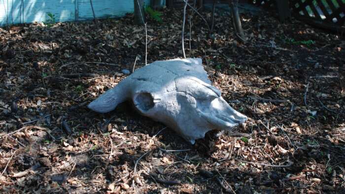 A bison skull sits on a bed of brown leaves and dirt.