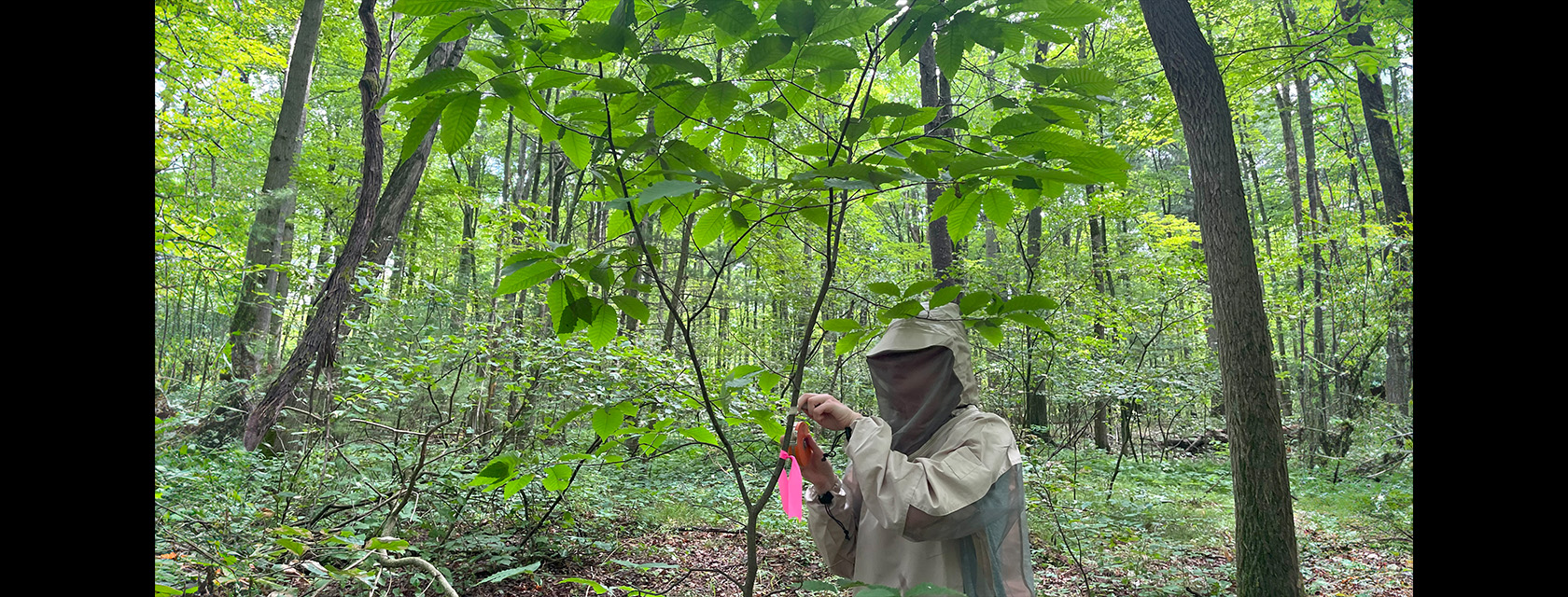 a person in a beige jacket with a black net over their face inspects the branch of a tree in a forest