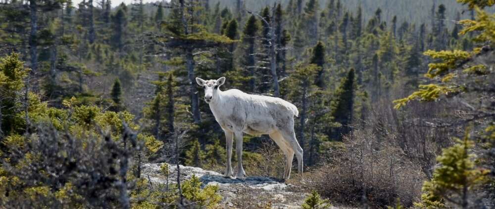 A white caribou stands on a rock face with its head tilted toward the camera with the greenery of a forest in the background.
