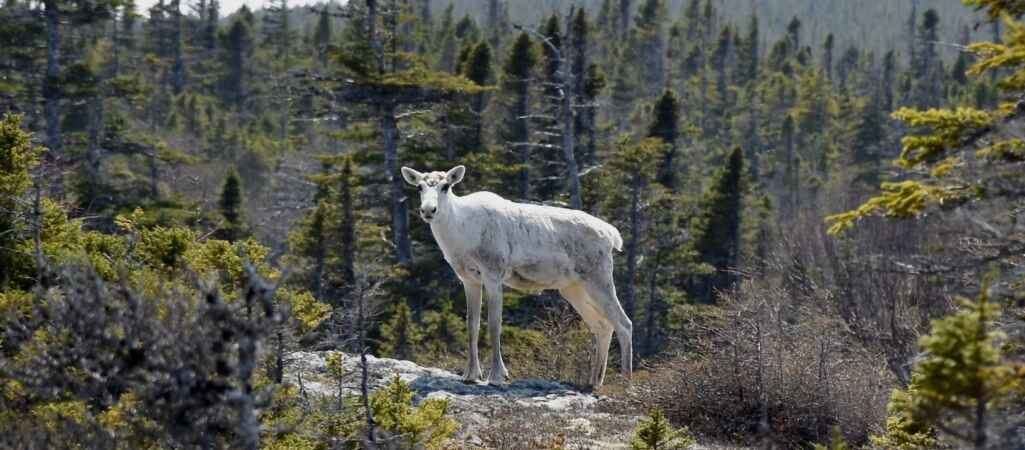 Chance Encounter Leads U of G Researchers to New Discovery About Fogo Island Caribou