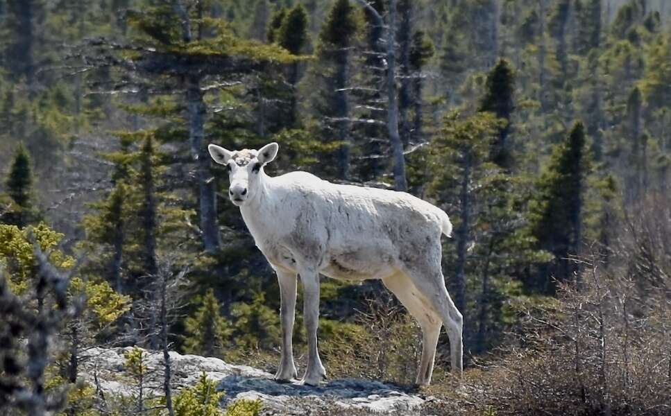 Chance Encounter Leads U of G Researchers to Discovery About Fogo Island Caribou