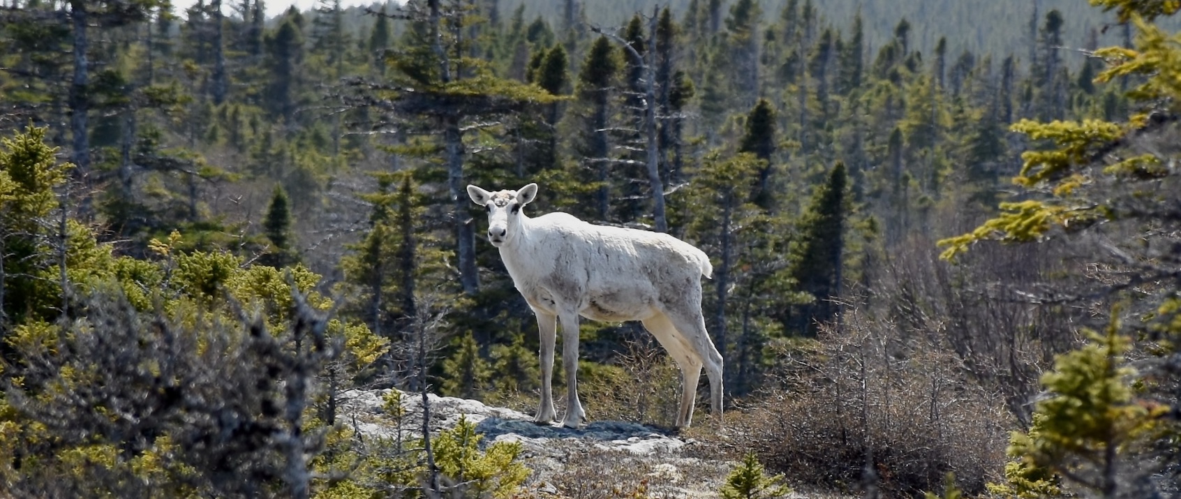 A white caribou stands on a rock face with its head tilted toward the camera with the greenery of a forest in the background.