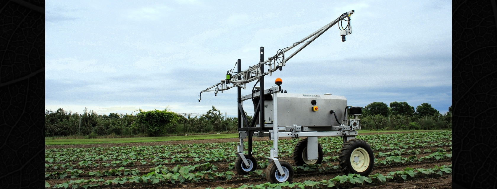 An autonomous agricultural robot with wide wheels and a long, horizontal sensor arm moves through rows of young green crops on a research farm. The robot is equipped with cameras, tubing, and mechanical arms, used for field scouting and precision spraying. In the background, a row of evenly spaced orchard trees stands beneath a cloudy sky