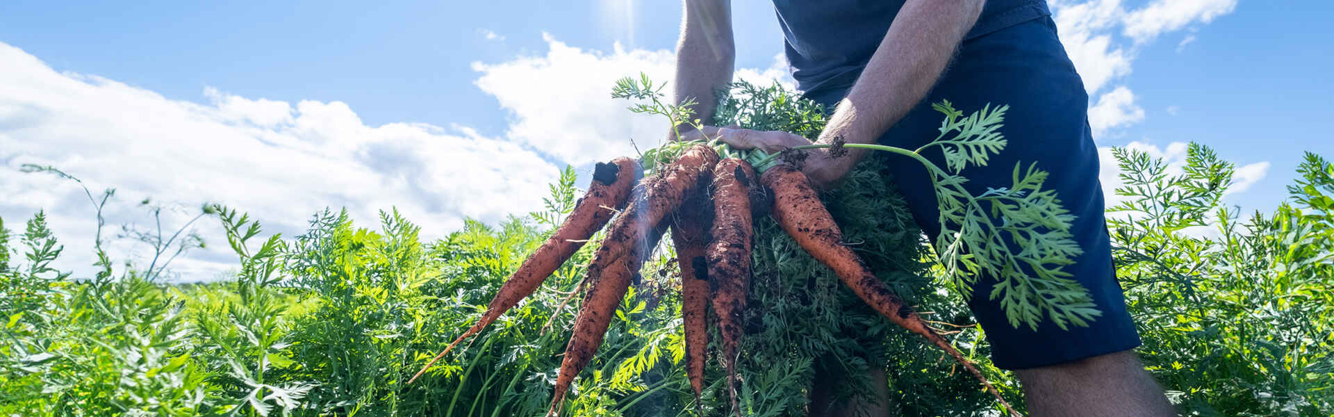 Hands pull up soil-covered carrots from a field on a sunny day