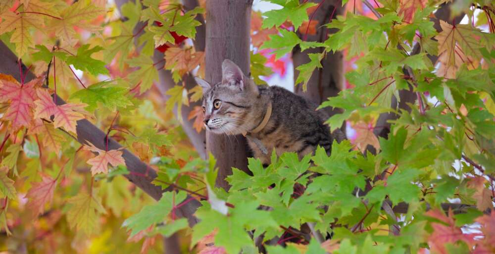 A cat sitting in the middle of a tree