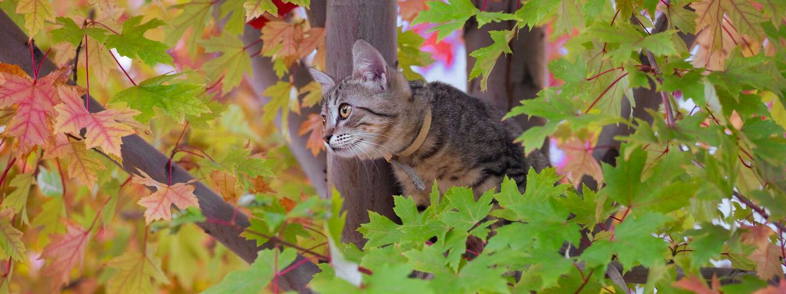 A cat sitting in the middle of a tree