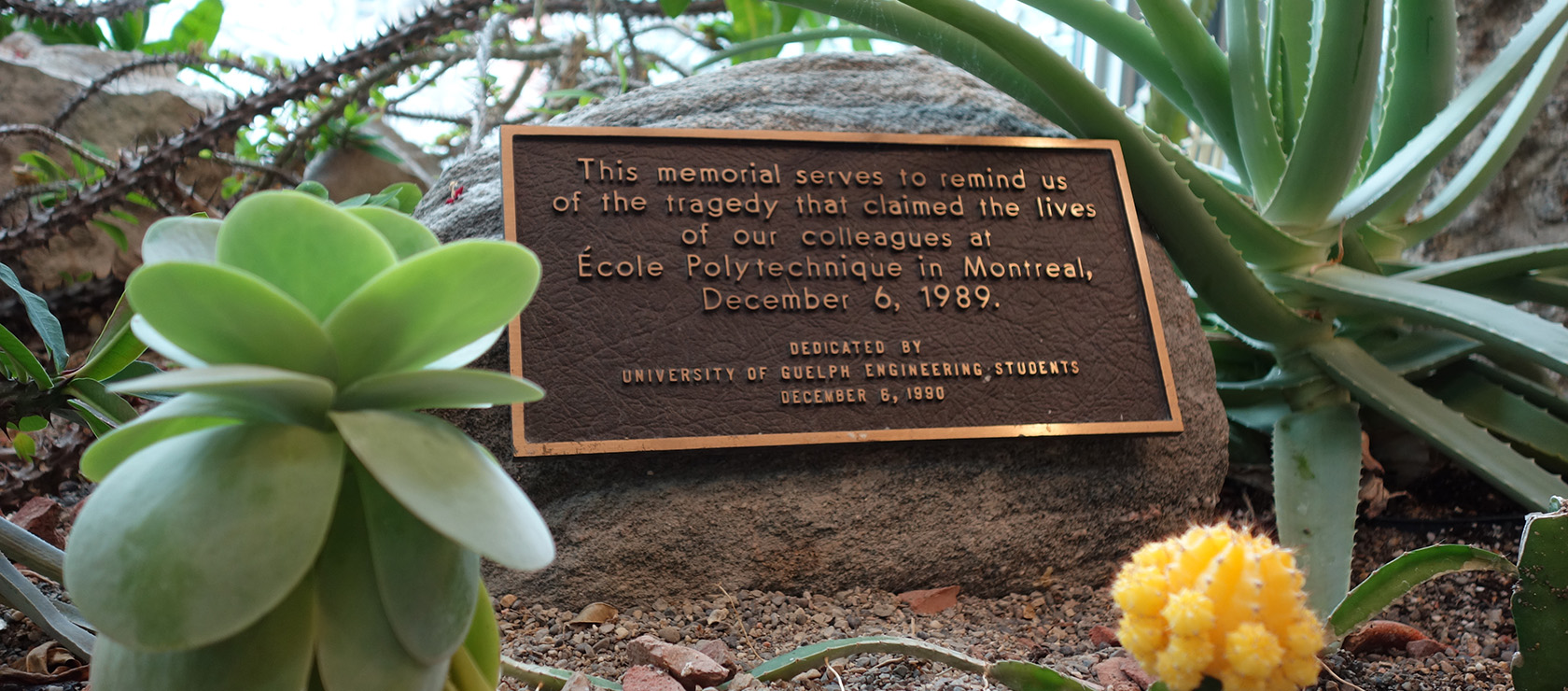A bronze plaque dedicated by U of G Engineering students sits amid cacti in a garden
