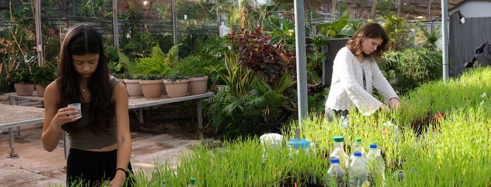 Two students tend to grasses while standing in a greenhouse filled with tropical plants