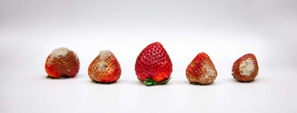 Five strawberries on white surface, some covered in mold.