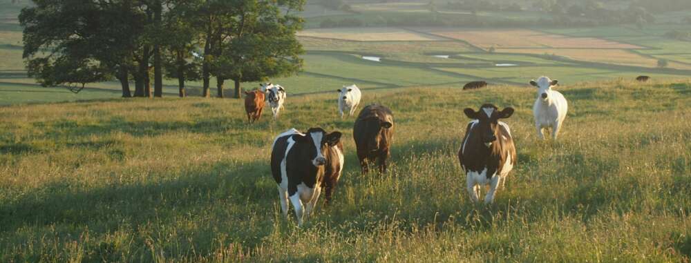A herd of cows walking towards the photographer in the scenic British countryside.