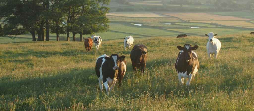 U of G Invention Saving Cows, Pigs and Poultry from Deadly Diseases