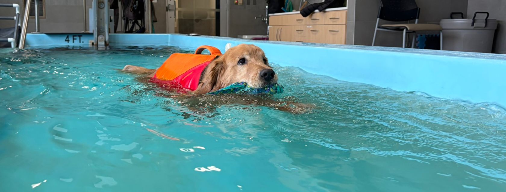 golden dog in orange life vest swims in blue pool