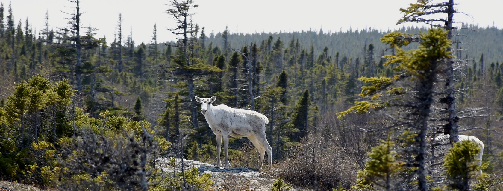 A white caribou stands on a rock face with a forest in the background