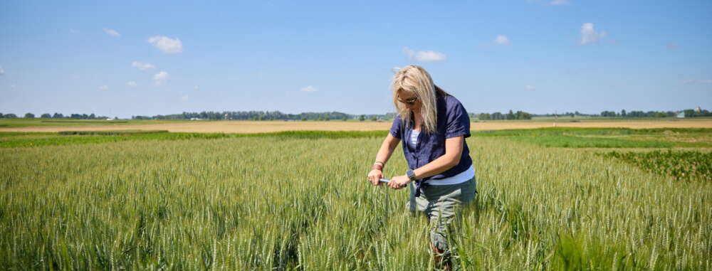 Researcher dressed in blue collar shirt and sunglasses samples soil on a green field