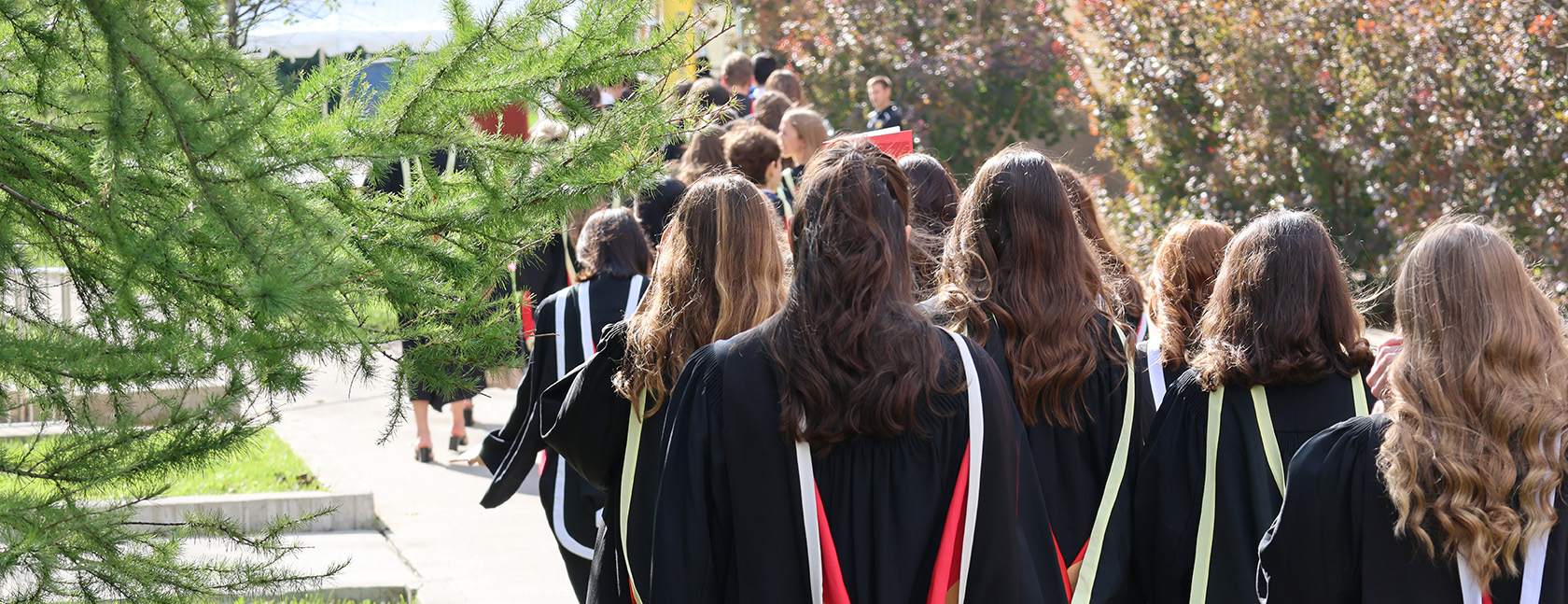 The backs of the heads of several grads in robes walking on a tree-lined path on a sunny day