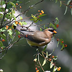 a cedar waxwing sitting on a tree branch