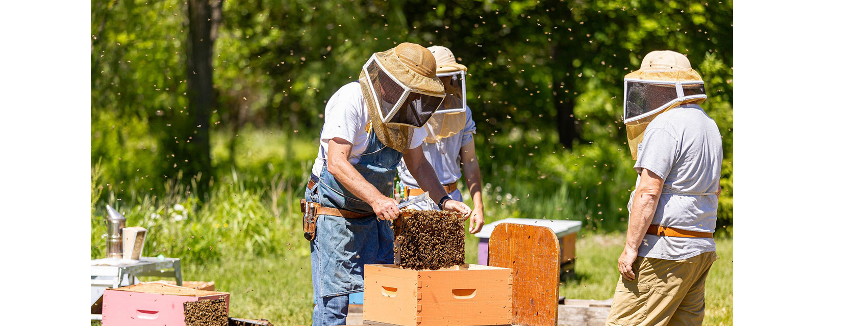 Bee-Lieve It Or Not: 10 Facts About U of G's Honey Bee Research Centre